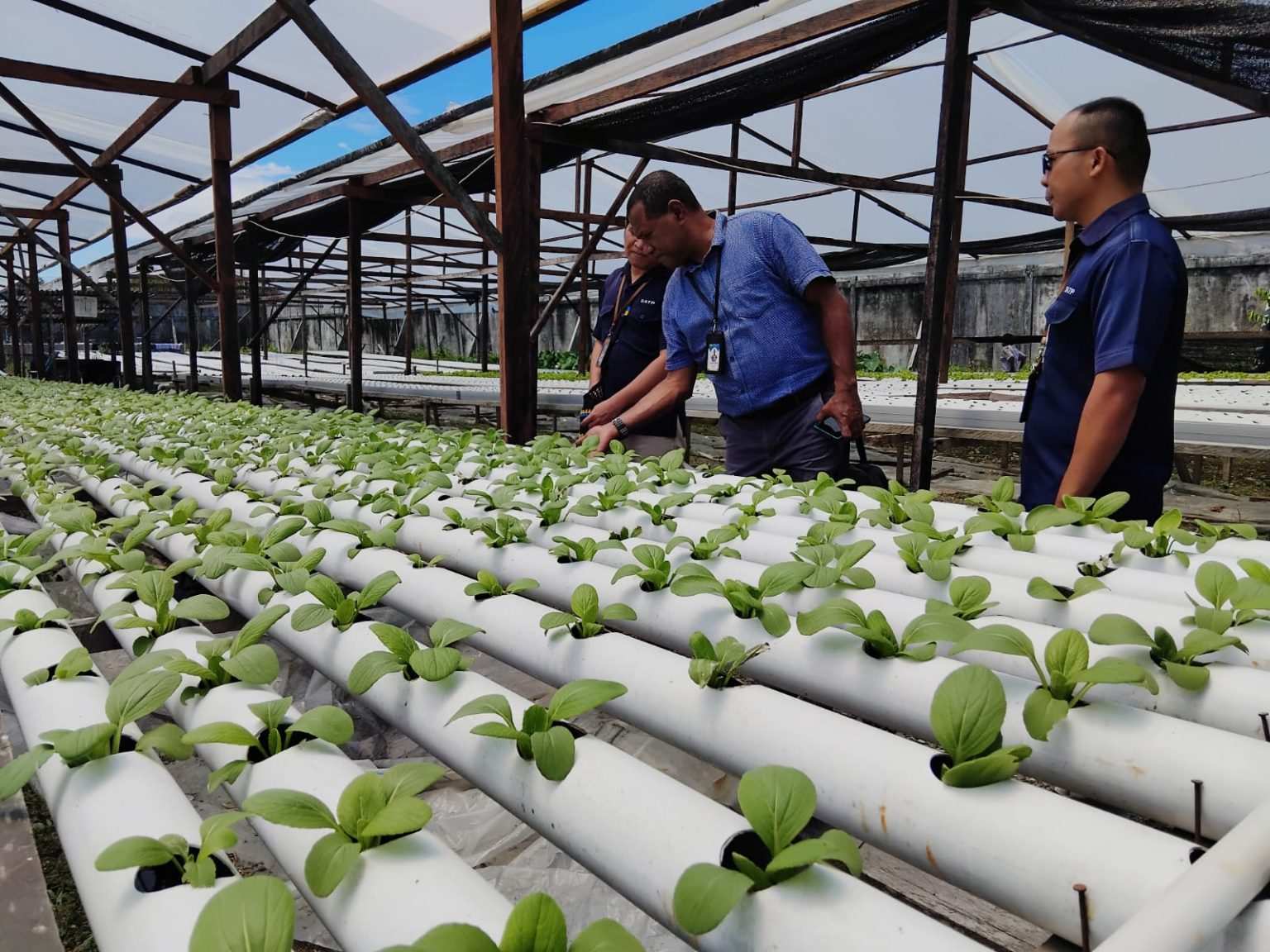 SATP Timika Hadirkan Pembelajaran Sains Berbasis Edupreneur Melalui Hidroponik