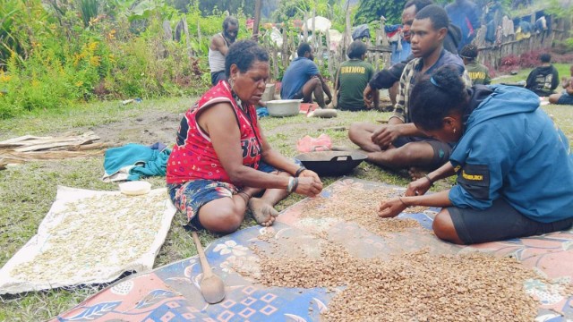 Petani Kopi Intan Jaya Harap Dukungan Pemerintah: Potensi Besar di Tanah Tinggi Papua