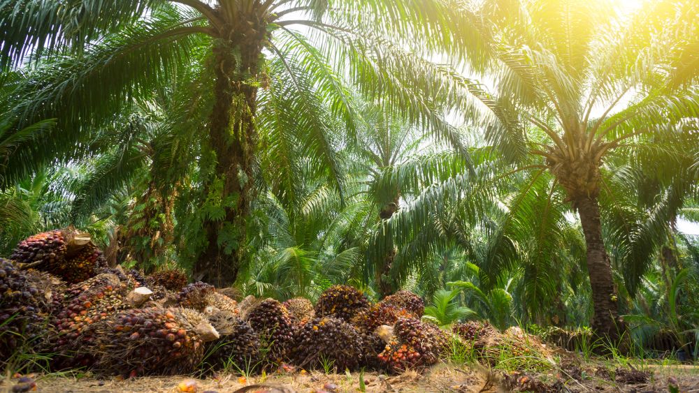 Papua Tengah Evaluasi Izin 6 Perusahaan Sawit: Dua Dicabut, Empat Perlu Pembenahan Tata Kelola