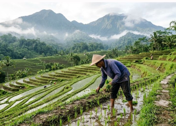 Mengenal Sawah Terasering: Solusi Cerdas Nenek Moyang Mengolah Lahan Perbukitan