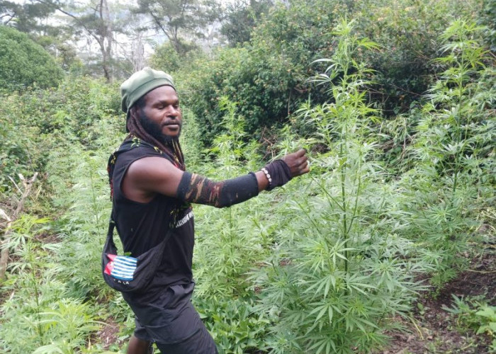 Kebun Ganja Egianus Kogoya Terungkap, Diduga Jadi Sumber Dana KKB
