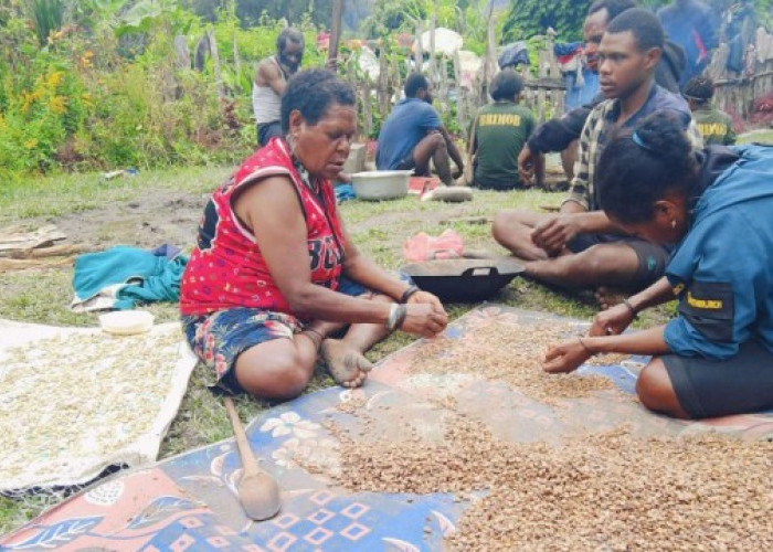 Petani Kopi Intan Jaya Harap Dukungan Pemerintah: Potensi Besar di Tanah Tinggi Papua