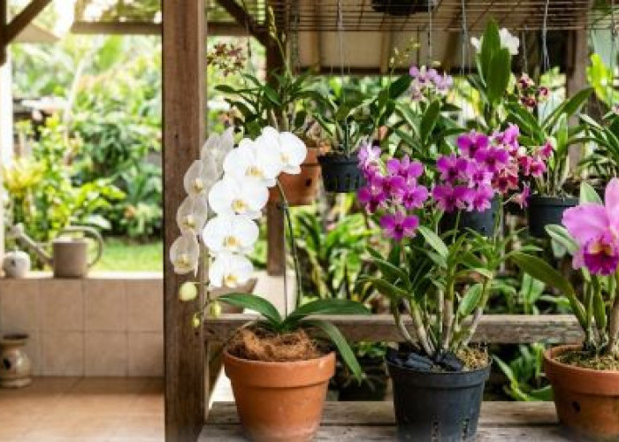 Tidak Perlu Rumah Kaca! 6 Jenis Anggrek Ini Tumbuh Subur Ditanam di Halaman Rumah