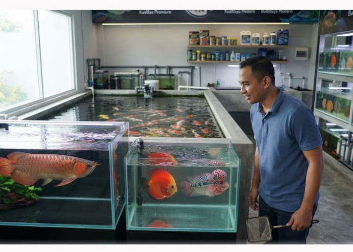 Bukan Sekadar Hobi, Ini Deretan Ikan Hias Mahal yang Banyak Dipelihara