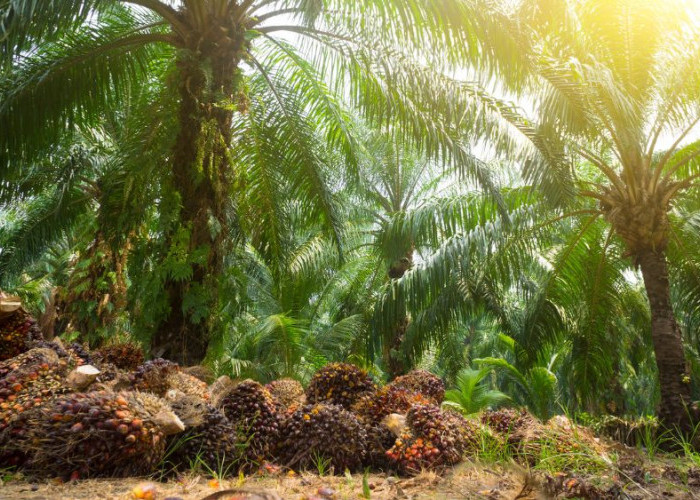 Papua Tengah Evaluasi Izin 6 Perusahaan Sawit: Dua Dicabut, Empat Perlu Pembenahan Tata Kelola