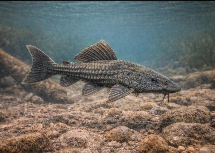 Mengenal Ikan Sapu-Sapu, Ikan Pembersih Akuarium yang Bisa Mengancam Lingkungan