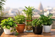 Dari Lucky Bamboo hingga Tanaman Giok, 7 Tanaman Hias Simbol Pembawa Rezeki