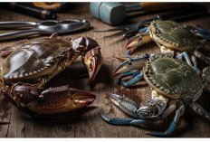 Kepiting vs Rajungan, Mana yang Lebih Enak? Ini Perbedaan Rasa dan Teksturnya