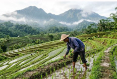 Mengenal Sawah Terasering: Solusi Cerdas Nenek Moyang Mengolah Lahan Perbukitan