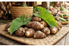 Kimpul, Umbi Tradisional yang Mulai Terlupakan Padahal Bernutrisi Tinggi