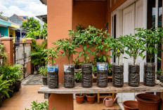 Botol Bekas Jadi Kebun Cabai, Begini Cara Praktisnya