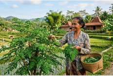 Daun Kelor dan Manfaatnya untuk Kesehatan, Dari Daya Tahan Tubuh hingga Tulang