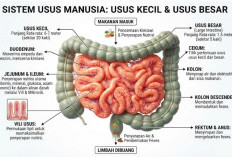 Ternyata Sepanjang Ini! Kenali Panjang Usus Kecil dan Usus Besar dalam Tubuh Manusia