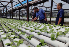 SATP Timika Hadirkan Pembelajaran Sains Berbasis Edupreneur Melalui Hidroponik