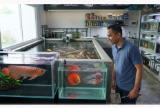 Bukan Sekadar Hobi, Ini Deretan Ikan Hias Mahal yang Banyak Dipelihara