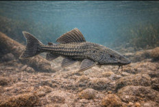 Mengenal Ikan Sapu-Sapu, Ikan Pembersih Akuarium yang Bisa Mengancam Lingkungan