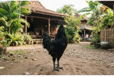 Ayam Cemani: Keunikan, Mitos, dan Makna Budaya yang Melekat Sejak Zaman Dahulu
